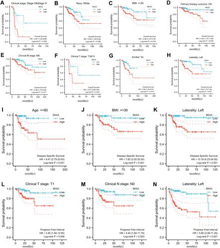 Figure 2 Subgroup analysis of SKA3 expression and survival. (A) Relationship between SKA3 expression and overall survival in stage III and IV; (B) relationship between SKA3 expression and overall survival in white; (C) relationship between SKA3 expression and overall survival in patients with BMI ≤30; (D) relationship between SKA3 expression and overall survival in patients with complete remission (CR); (E) relationship between SKA3 expression and overall survival in patients with stage M0; (F) relationship between SKA3 expression and overall survival in patients with clinical T3–T4; (G) relationship between SKA3 expression and overall survival in nonsmokers; (H) relationship between SKA3 expression and overall survival in left KIRP; (I) relationship between SKA3 expression and disease-specific survival in patients aged ≤60; (J) relationship between SKA3 expression and disease-specific survival in patients with BMI ≤30; (K) relationship between SKA3 expression and disease-specific survival in left KIRP; (L) relationship between SKA3 expression and progression-free survival in patients with T1 stage; (M) relationship between SKA3 expression and progression-free survival in patients with N0 stage; (N) relationship between SKA3 expression and progression-free survival in left KIRP.