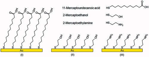 Figure 1. The structures of three thiols used in this study and schematic representation of the SAM surfaces of gold, modified with 11-mercaptoundecanoic acid (I), 2-mercaptoethanol (II) and 2-mercaptoethylamine (III).
