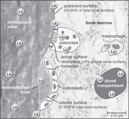 Figure 2 Schematic representation of lanthanum localization in bone. With micro X-ray fluorescence, lanthanum was found at active bone formation and resorption sites, as well as on quiescent bone surfaces and dispersed throughout the mineralized matrix. Lanthanum concentrations in proximity to resorption lacunae probably reflect lanthanum uptake in osteoclasts or macrophages.Citation58 Adapted with permission from Persy VP et al. Semin Dial. 2006;19(3):195–199.Citation59 Copyright © 2006 Blackwell Publishing.