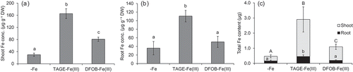 Figure 5. Effect of TAGE-Fe(III) on Fe accumulation in wild type rice plants. Wild type rice was cultured in nutrient medium with or without supplementation of TAGE-Fe(III) or DFOB-Fe(III) for 8 days. Iron concentration in shoots (a) and roots (b), and amount of Fe accumulated (c) are shown. Data are presented as means ± standard deviations (n = 4). Different letters indicate significant differences (P < 0.05) using Tukey’s test