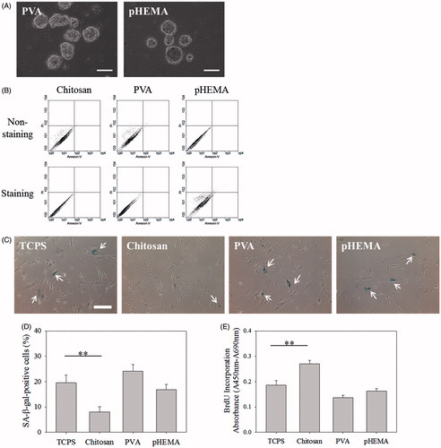 Figure 2. Fibroblasts were cultured on PVA and pHEMA-coated plates. (A) Optical images of multicellular spheroids on PVA and pHEMA. Scale bar = 100 μm. (B) Viability of cells within the multicellular spheroids on chitosan, PVA and pHEMA determined by PI/annexin-V-FITC labeling. (C) SA β-gal staining images of biomaterial treatment cells. Scale bar = 200 μm. (D) The percentages of biomaterial treatment cells stained by SA β-gal. (E) BrdU incorporation assay of biomaterial treatment cells (n = 4). **p < .01.