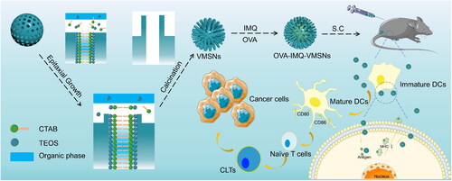 Scheme 1. A simplified schematic diagram of OVQ-IMQ-VMSNs nanoparticles and their anti-tumor immune activation process.