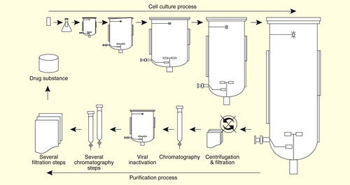 Figure 1. Overview of the manufacturing process of a biologic in a mammalian cell culture system. The manufacturing process consists of a cell culture process and a purification process. The cell culture process is initiated by expansion of a single vial of cell stock to culture flask, after which it is sequentially subcultured to larger bioreactors. In this process, optimized cell culture conditions such as temperature, agitation rate, osmolality, pH, concentration of CO2 and glucose concentration are tightly maintained, as these conditions are critical to the quality of biologics. The supernatants are harvested and further purified through several steps of chromatography, filtration and viral inactivation in the purification process, which also have potential to influence the quality of biologics.