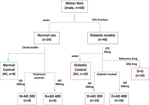 Figure 2 Experimental design. Water and citrate buffer served as vehicles of administration.