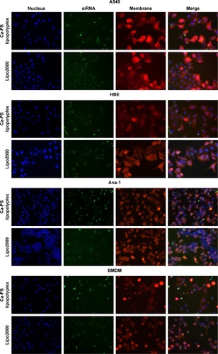 Figure 7 siRNA uptake of multiple cell types following transfection. A549, HBE, Ana-1, and BMDM were monitored for siRNA uptake upon transfection by Ca-PS lipopolyplex or Lipo2000 at 6 hours post-transfection.Notes: FAM-siRNA was used as donor for green fluorescence. Nuclei and membrane of cells were stained by Hoechst 33,342 and DiI, respectively. Transfection type is indicated on the left of the graph, and cell type is indicated on the top of the images.