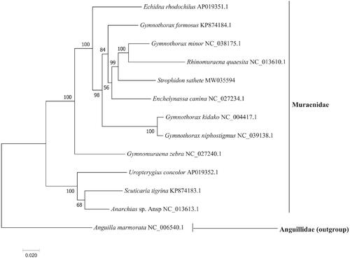 Figure 1. Phylogenetic tree of the complete mitogenome of 13 fish species in Anguilliformes.