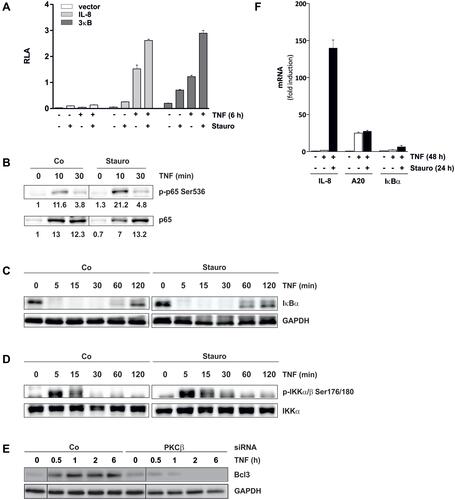 Figure 4 Transcriptional effects of Stauro and PKCβ siRNA. (A) Stauro enhances TNF-induced NF-κB-dependent gene expression. HeLa cells were transfected overnight with the vector control, the IL-8 promotor-, or the 3κB-dependent firefly luciferase reporter gene construct (transfection control: Renilla luciferase expression vector pRL-CMV). Subsequently, cells were preincubated 0.5 h ±20 nM Stauro and afterwards stimulated ±80 ng/mL TNF for 6 h. Whole cell extracts were prepared and luciferase activity was determined. Data are presented as relative luciferase activity (RLA; triplicates, representative for at least 3 experiments; mean ± SD). (B–D) Stauro increases p65-Ser536 phosphorylation but has no effect on IκBα proteolysis or IKKα/β-Ser176/180 phosphorylation. THP-1 cells were incubated up to the indicated time points with 80 ng/mL TNF and ±20 nM Stauro (preincubation phase: 0.5 h; Co, untreated control.). The protein levels of (B) p-p65 (Ser536) and p65, (C) IκBα (loading control: GAPDH), as well as (D) p-IKKα/β (Ser176/180) and IKKα were determined by Western blot ((B) nuclear extracts; (C and D) whole cell extracts; n=3 each, representative experiments). In panel 4B, band intensities as assessed by densitometry are provided under the respective bands (the band intensity of the control at 0 h was set as 1). (E) PKCβ siRNA reduces the level of Bcl3. HeLa cells were transfected overnight with scrambled (Co) or PKCβ siRNA. Subsequently, cells were stimulated with 80 ng/mL TNF up to 6 h and Bcl3 was determined in whole cell extracts (n=3, representative experiment). (F) Differential effects of Stauro on IL-8, A20, and IκBα mRNA expression. THP-1 cells were incubated for 48 h ±80 ng/mL TNF. In the first 24 h, cells were also treated ±80 nM Stauro. The mRNA levels of IL-8, A20, and IκBα were determined using qPCR. The expression level in cells cultivated in the absence of TNF and Stauro was deﬁned as 1 (n=3; mean ± SD).