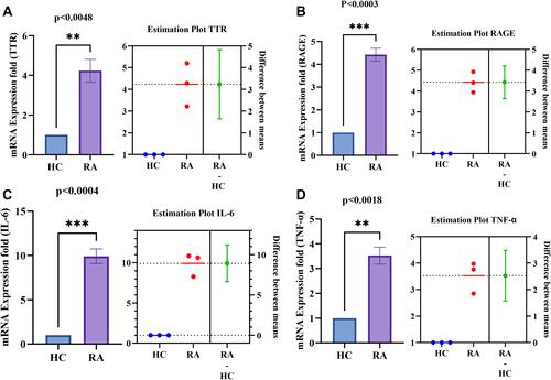 Figure 6 PBMCs differential gene expression of TTR, RAGE and pro-inflammatory cytokines (IL-6 and TNF-α) between HC and RA (n=10 each). (A and B) Increased significant gene expression of TTR (p<0.0048) and RAGE (p<0.0003) respectively in RA PBMCs compared to HC. (C and D) Increased significant gene expression of IL-6 (p<0.0004) and TNF-α (p<0.0018) respectively in RA PBMCs compared to HC. The estimation plot of each indicates the difference between the mean of HC and RA. The green dot shows the difference between the two means (HC, and RA), and the green line shows the 95% confidence interval of that difference. The data are presented as mean ±SEM. The significance level indicates **< 0.01, and ***< 0.001.