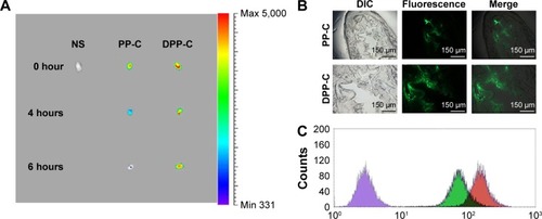 Figure 4 Efficiency of DPP micelles in intravesical delivery of cargo.Notes: (A) Whole-body imaging system of the bladders. The bladders were intravesically administrated with PP-C and DPP-C, and harvested at predetermined time points (0, 4, and 6 hours). (B) The frozen sections of the bladders 2 hours after intravesical administration (×200). (C) Cellular uptake of coumarin-6 in different groups: NS (purple), PP-C nanoparticles (green), and DPP-C micelles (pink).Abbreviations: DPP, 1,2-dioleoyl-3-trimethylammonium propane/methoxypoly (ethyleneglycol); PP-C, coumarin-6-loaded methoxypoly (ethyleneglycol); DPP-C, coumarin-6-loaded DPP; NS, normal saline; DIC, differential interference contrast; max, maximum; min, minimum.