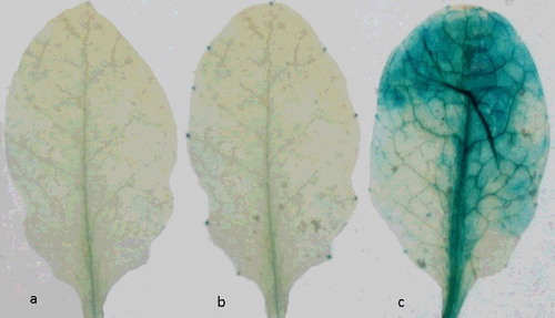 Figure 1. Arabidopsis leaves stained for GUS activity. Leaves infiltrated with: sterile water (negative control) (a), mutant ∆dspA/E strain (b), and wild-type E. amylovora strain (c).