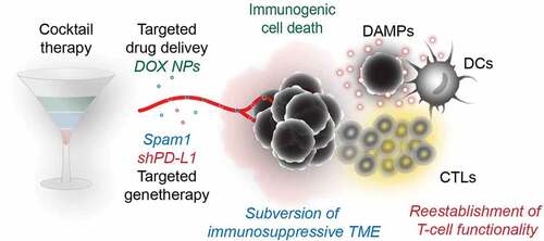 Figure 1. The cocktail therapy consists of a nanoparticle-mediated targeted delivery to the tumor of doxorubicin and a co-delivery of plasmids coding for a small hairpin RNA specific to PD-L1 (pshPD-L1) and hyaluronidase (pSpam1). The immunogenic chemotherapeutic doxorubicin induces immunogenic cell death (ICD) in the tumor and leads to the emission of danger associated molecular patterns (DAMPs) that facilitate the attraction and maturation dendritic cells (DCs) and the priming of T cells. shRNA-mediated PD-L1 downregulation in the tumor mimics the effect of immune checkpoint blockade, thus reestablishing T-cell functionality. Furthermore, hyaluronidase expression targets the immunosuppressive extracellular matrix (ECM) and facilitates the infiltration of peripheral T cells. The combination of immunogenic chemotherapy with gene therapy-mediated immune checkpoint blockade and ECM degradation results in efficient anticancer immunity