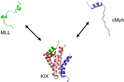 Figure 1 Coupled folding–binding and allosteric coupling.