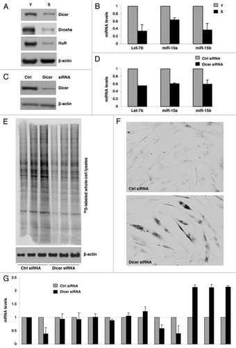 Figure 2 Dicer downregulation suppresses translation and induces senescence. (A) Levels of Dicer, Drosha, HuR and loading control β-actin in Y and S WI-38 cells, as assessed by western blot analysis. (B) The levels of let-7b, miR-10a and miR-15b were quantified in Y and S cells by RT-qPCR analysis and normalized to the levels of U1. (C) Two days after siRNA transfection, western blot analysis was performed to monitor the levels of Dicer and β-actin. (D) Forty-eight hours after siRNA transfections, the levels of let-7b, miR-10a and miR-15b were quantified by RT-qPCR analysis, normalized to the levels of U1, and plotted relative to the microRNA levels measured in the Ctrl siRNA transfection group. (E) Forty-eight hours after siRNA transfections, cells were labeled with L-[35S]methionine and L-[35S]cysteine for 15 min and whole-cell lysates were resolved by SDS-PAGE (12% polyacrylamide), transferred onto filters and visualized using a PhosphorImager. (F) Three days after transfection with the siRNAs indicated, the activity of senescence-associated-β-galactosidase was assessed in cultured cells. (G) Forty-eight hours after siRNA transfection, the levels of the indicated mRNAs were measured by RT-qPCR and normalized to the levels of GAPDH mRNA.