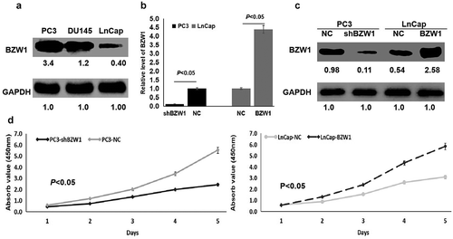 Figure 3. BZW1 overexpression promoted cell proliferation in vitro. (a) The protein expression of BZW1 was detected in PCa cell lines by Western blot. (b) qRT-PCR analysis revealed that BZW1 downregulation and up-regulation were successfully performed. (c) Western blot analysis revealed that BZW1 downregulation and upregulation were successfully performed. (d) CCK-8 assay has shown that BZW1 down regulation significantly inhibited cell proliferation, while BZW1 overexpression significantly promoted cell proliferation