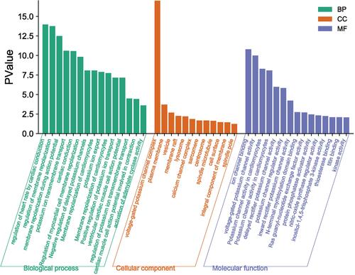 Figure 3 GO enrichment analysis.