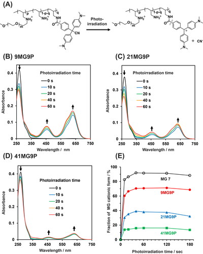 Figure 3. The photoresponsive properties of MG-PAA-g-PEG. (A) Illustration of the photo-mediated conversion of MG-PAA-g-PEG to the cation form. (B–D) Absorbance spectra of 10 µM MG-PAA-g-PEGs (in MG units) (B) 9MG9P, (C) 21MG9P, and (D) 41MG9P as a function of time of photoirradiation at 310 nm. Buffer for all experiments was Britton-Robinson buffer (pH 7.0). (E) Fraction of MG derivatives in cationic form as a function of photoirradiation time.