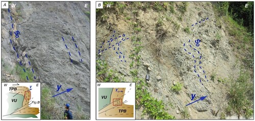 Figure 2. Field examples of tectonic structures within the TPB Molare Fm. (a) Tilted steeply dipping sandstone and conglomerate beds, close to the nonconformity surface with serpentinite (outcropping to the west and not shown in this photo). The vertical beds are part of top-to-the-east regional-scale thrust-related folds, simplified in the inset; the red box locates the outcrop within the main structure. La Pesca locality (north of Sassello village). (b) Tilted and folded fine-grained sandstone beds. The inset shows the regional-scale tectonic structure and the red box locates the field example within the structure. Badani locality (south of Sassello village). Dashed lines are the traces of bedding; blu arrows show the younging direction (y); TPB = Tertiary Piedmont Basin; VU = Voltri Unit; S0 = bedding.