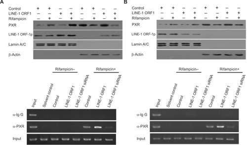 Figure 6 The effect of LINE-1 ORF-1p on PXR cytoplasmic/nuclear translocation and recruitment to the promoter or enhancer region of CYP3A4.Notes: MHCC97-H cells were transfected with an empty vector, the expression vector for LINE-1 ORF-1p (A and C), control siRNA or the siRNA for LINE-1 ORF-1p (B and D) and treated with or without 10 µmol/L rifampicin. (A and B) Cells were fractionated into cytoplasmic fractions and nuclear fractions. The fractions were probed using anti-LINE-1 ORF-1p and anti-PXR antibodies. Lamin A/C was chosen as the nuclear marker and ß-actin as the cytoplasmic marker. (C and D) Cells were harvested for ChIP experiments. Immunoprecipitated DNA was PCR amplified using primers that were consistent with the PXR binding sites in the CYP3A4 promoter or enhancer region.Abbreviations: ChIP, chromatin immunoprecipitation; PXR, pregnenolone X receptor.