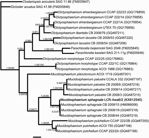 Figure 2. Bayesian phylogeny of the ITS1-5.8S-ITS2 region based on the secondary structure alignment of Bock et al. (Citation2011) with Mucidosphaerium sphagnale LCR-Awa6/2 added (shown in bold). Strain numbers follow the names, with GenBank Accession numbers in brackets. The species of Mucidosphaerium established by Bock et al. are clearly resolved. Support values above branches are Bayesian Posterior Probabilities / Maximum Parsimony bootstrap percentages. Scale bar represents 0.1 substitutions per site.