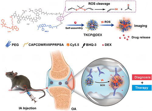 Figure 4 Schematic illustration of the self-assembly of ROS-responsive NPs for bioimaging and targeted therapy of OA in vivo.