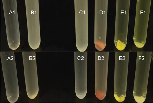 Figure 11 Images of Mueller–Hinton broth assays against Escherichia coli and Staphylococcus aureus at 24 hours. (1) E. coli, (2) S. aureus: (A1) Broth, (B1) control E. coli, (C1) 100% PDMS catheter, (D1) silver-coated catheter, (E1) antibacterial catheter, (F1) PDMS–HNT–PEO–nitrofurantoin, (A2) Broth, (B2) control S. aureus, (C2) 100% PDMS catheter, (D2) silver-coated catheter, (E2) antibacterial catheter, (F2) PDMS–HNT–PEO–nitrofurantoin.