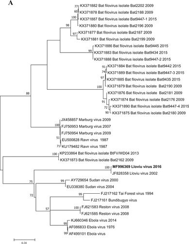 Fig. 1 Phylogenetic analysis was performed based on a 346-nt partial sequence of the RNA-dependent RNA polymerase gene with the Maximum Likelihood method based on the Tamura 3-parameter model (+G+I). For the maximum-likelihood tree, the best fit nucleotide substitution model was selected based on the Bayesian information criterion as implemented in MEGA7 softwareCitation13. Bootstrap replications were 1000. The sequence in this study is indicated with bold letters. Branch supports are represented by bootstrap values. Bootstrap values less than 50 are not shown. Branch lengths are measured in the number of substitutions per site.