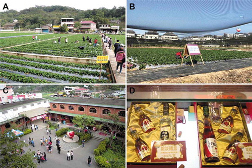 Figure 8. Strawberry agritourism in Dahu Township, Miaoli County, Taiwan: (a) a conventional U-pick farm, (b) an organic U-pick farm, (c) the Dahu Strawberry Cultural Center, and (d) strawberry wines. Photo credit: Shih-Yi Yang, Ming-Hsuan Tsai, and Fa-Pin Chen