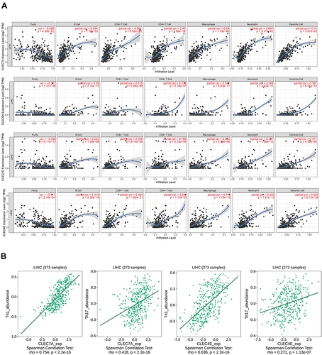 Figure 3 Associations of CLR expression with the levels of infiltrating immune cells in HCC. (A) Associations between CLR expression and the levels of several crucial infiltrating immune cells in HCC, including B cells, CD8+ T cells, CD4+ T cells, macrophages, neutrophils and dendritic cells. (B) Relationship between CLR expression and IL-1 and IL-17 expression in HCC.