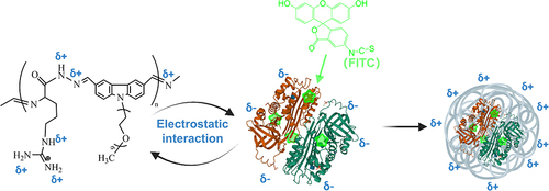 Scheme 1 Formation of PNCs through electrostatic Interaction between R-biodynamer and f-OVA.