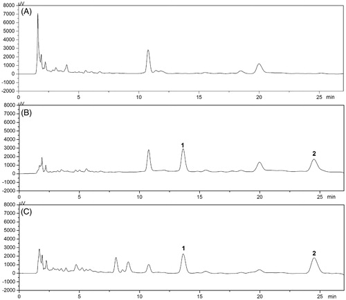 Figure 2. Representative HPLC chromatograms of 16-DHP and IS in mice plasma for pharmacokinetic study: (A) blank plasma of mice, (B) plasma spiked with 16-DHP (4 μg/mL) and IS, (C) plasma sample 1.0 h after i.v. of 16-DHP-LM (1, IS; 2, 16-DHP).