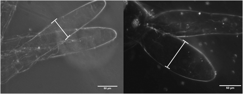 Figure 1. Pictures of gills taken at 40X magnification, dark field. The picture on the left is of Dutch Hollow gills and the right is Iron Run gills. White lines illustrate where gill width measures were taken across lamellae.