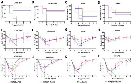 Figure 10 Survival rates, body weight changes and clinical scores each day after A. baumannii challenge.