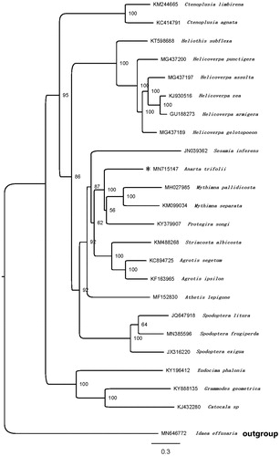 Figure 1. Maximum-likelihood tree of evolutionary relationships A. trifolii based on the complete mitogenomes of 24 Lepidopteran moths. The sequence marked ‘*’ is the sample sequence in this study.