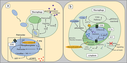 Figure 4. Effects of L-arg on microbial pathogenesis.