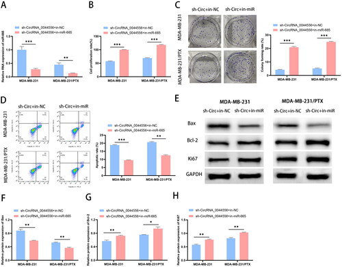 Figure 4. CircRNA_0044556 affects the malignant phenotype and paclitaxel resistance of TNBC cells by regulating miR-665 expression. (A) RT–qPCR was used to assess the endogenous expression of circRNA_0044556 after transfection of cells. (B) MTT assays were used to assess cell proliferation. (C) Clonal formation assays were used to assess cell proliferation. (D) Apoptosis was measured by FCM. (E–H) WB analysis (E) of the expression levels of Bax (F), Bcl-2 (G) and Ki67 (H) proteins. *p < .05, **p < .01, ***p < .001 vs. sh-circRNA_0044556 + in-NC, N = 3.