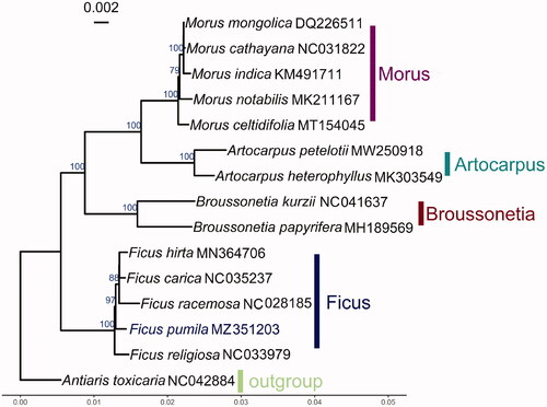Figure 1. ML phylogenetic tree based on chloroplast gene sequences of Ficus pumila and other 14 species. Numbers in the nodes are the bootstrap values from 100 replicates. Bootstrap support values >75% are indicated next to the branches.