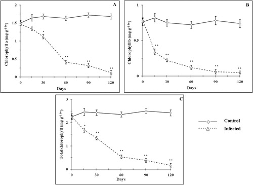 Figure 3. Effect of mite infestation on chlorophyll a (A), chlorophyll b (B), and total chlorophyll (C). Values are expressed as mean ± SD. *Values differ significantly (p < 0.05) from control. **Values differ significantly (p < 0.01) from control.