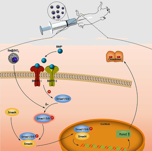 Figure 8 Mechanism of porous Se@SiO2 nanocomposites to promote osteogenic differentiation of BMSCs and protect BMSCs against H2O2-induced inhibition of osteogenic differentiation.