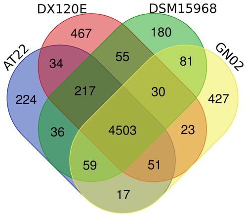 Figure 5. Venn diagram of the protein-coding genes of four K. variicola strains. The strains had 4503 common protein-coding genes, while GN02 train had 427 specific protein-coding genes.