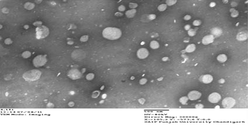 Figure 1. TEM micrographs of optimized niosomal formulations containing both drugs.