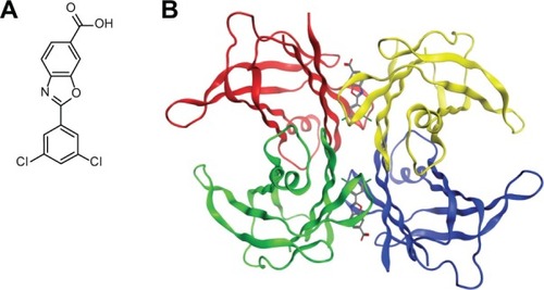 Figure 1 (A) Line drawing of tafamidis. (B) Structural model of how tafamidis is envisioned to bind to TTR.