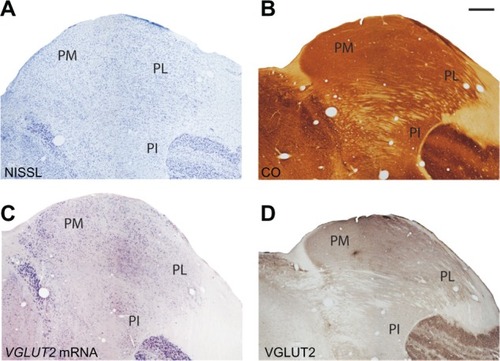 Figure 7 Serial sections through the pulvinar complex stained for (A) Nissl, (B) CO, (C) VGLUT2 mRNA and (D) VGLUT2 protein. Scale bar is 1 mm. Coronal sections; medial is left. PM, PL, PI: medial, lateral, and inferior divisions of the pulvinar complex.