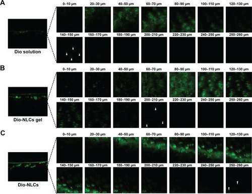 Figure 5 (A–C) CLSM images of Dio-based formulations. The skin imaging study was performed using Franz diffusion cells with Sprague Dawley rat dorsal skin for 24 h. The surplus drug was wiped off by cotton and the skin was directly observed under CLSM. Furtherly, vertical skin sections of Dio-based different formulations were observed for skin associated fluorescence.Notes: (A) White triangles indicate the Dio solution can penetrate up to a skin depth of 150 μm. (B) White triangles indicate the Dio-NLCs gel can deliver Dio up to 210 μm. (C) White triangles indicate the Dio-NLCs solution can deliver Dio up to 260 μm.Abbreviations: Dio, 3,3′-dioctadecyloxacarbocyanine perchlorate; NLCs, nanolipoidal carriers; SD, standard deviation; CLSM, confocal laser scanning microscope.