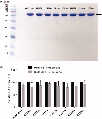 Figure 2. (A) SDS-PAGE of wild-type human tyrosinase and mutant enzymes after purification through diethylaminoethyl (DEAE)-Sephacel and immobilised metal-affinity chromatography. The gel was stained with Coomassie blue. The arrow indicates the calculated size of 66 kDa, corresponding to human tyrosinase. (B) Confirmation of tyrosinase stability by refolding. The tyrosinase expressed and purified in E. coli BL21 was denatured by adding 8 M urea, and then refolded by gradationally reducing the urea concentration by dialysis. The activity of the refolded tyrosinase was measured and compared to that of the early purified tyrosinase. The values represent the mean ± SD (n = 3).