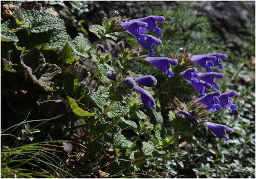 Figure 1. The morphological characteristics of Dracocephalum rupestre. D. rupestre is a perennial, 20–30 cm tall. Stems ascending, unbranched, pubescent; leaf blade cordiform or reinform, crenate, white villous; corolla purple-blue, pubescent. The photo was taken by Dr. Tae-Im Heo in Mt. Deokhang, South Korea, June 2022, without any copyright issues.