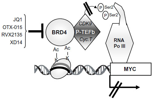 Figure 3 Scheme of the mechanism of action of BRD4 inhibitors as anti-MYC drugs. BRD4 is a reader of acetylated histones and promotes the activity of P-TEFb complex, composed by CDK9 and cyclin T1 (“Cyc.T” in the Figure).