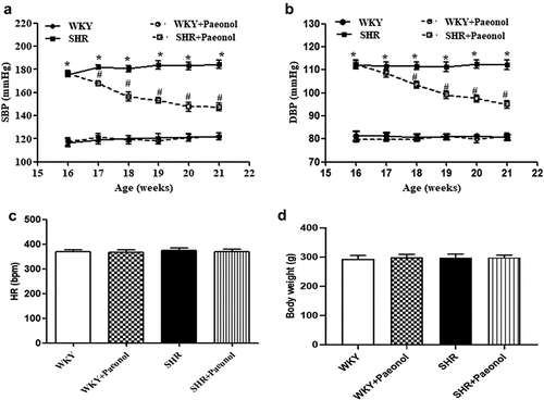 Figure 1. Effect of paeonol on lowering blood pressure in SHRs. The WKY rats and SHRs were treated with vehicle or paeonol (5 g/kg/day) for 5 weeks. Systolic blood pressure (SBP) (a) and diastolic blood pressure (DBP) (b) were measured from 16 to 21 weeks of age by tail-cuff plethysmography. Data are expressed as the means ± S.E.M (n = 6/group). *P < .05 vs WKY; #P < .05 vs SHR. (c and d) Heart rate measurement by tail-cuff plethysmography and body weight measurement in 21-week-old rats.