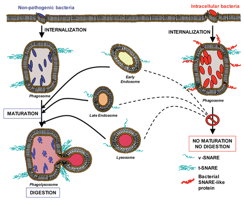 Figure 2 Bacterial coiled-coil proteins inhibit membrane fusion (working model). Left: Non-pathogenic bacteria (blue) are internalized. Normal phagosome maturation is initiated and results in lysosomal fusion (formation of phagolysosomes) and destruction of the phagosomal content. Right: Intracellular bacteria (red) are internalized and express their own proteins on the surface of the phagosome (red coiled-coil proteins), blocking its maturation.