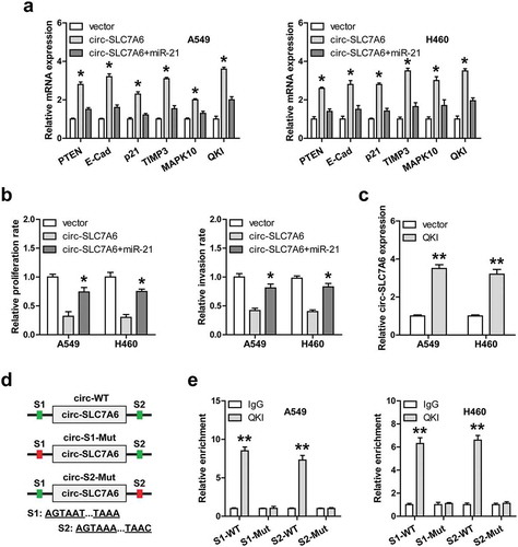 Figure 4. QKI-induced circ-SLC7A6 elevates many tumor suppressors downstream of miR-21. (a) qRT-PCR analysis of six gene expression in circ-SLC7A6-overexpressing cells transfected with miR-21 mimics. (b) The proliferation and invasion of circ-SLC7A6-overexpressing A549 and H460 cells transfected with miR-21 mimics. (c) qRT-PCR analysis of circ-SLC7A6 expression in A549 and H460 cells after QKI overexpression. (d, e) The schematic diagram of QKI binding sites on introns flanking circ-SLC7A6, and RIP assay in A549 and H460 cells using the corresponding vectors. *p < 0.05, **p < 0.01.