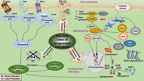 Figure 2. Pro-viral roles of programmed cell death during virus infection. The pro-viral roles related to programmed cell death include: 1) Preventing cell death. Cell death is inhibited during early viral invasion to provide a cellular environment for viruses to replicate. 2) Suppressing immune response. By adopting a tolerogenic type of cell death, programmed cell death paralyzes host’s innate and adaptive defense systems to foster a favorable environment for the progression of viruses and their progenies. 3) Availing viral egress. By subverting host’s immune response, programmed cell death avails viral egress